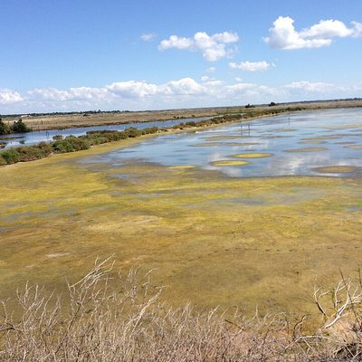 Marais salants