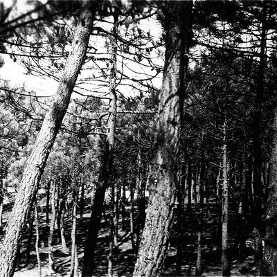 Forêt domaniale des Pays de Monts