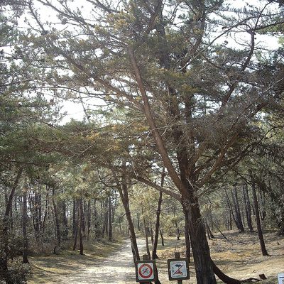 Forêt des Pays de Monts
